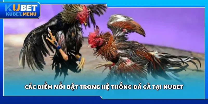 Các điểm nổi bật trong hệ thống đá gà tại Kubet