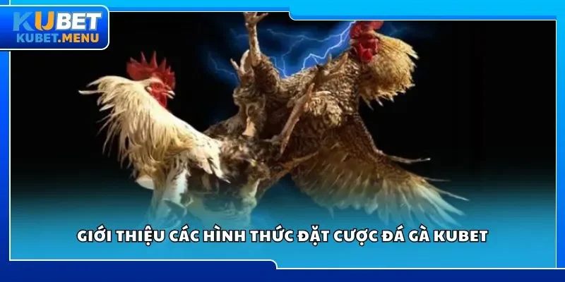 Giới thiệu các hình thức đặt cược đá gà Kubet