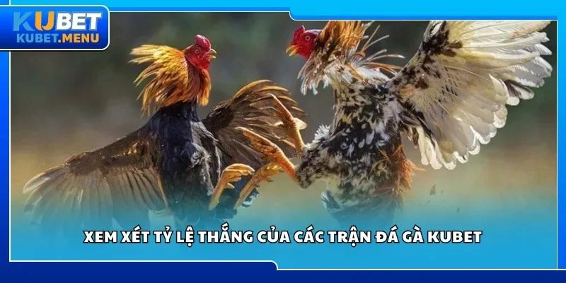 Xem xét tỷ lệ thắng của các trận đá gà Kubet