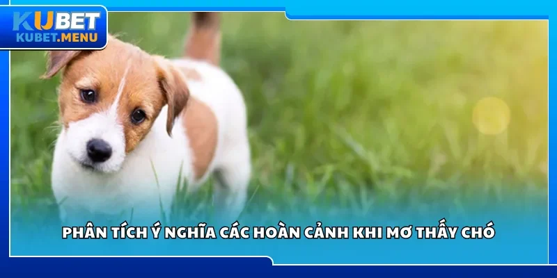 Phân tích ý nghĩa các hoàn cảnh khi mơ thấy chó