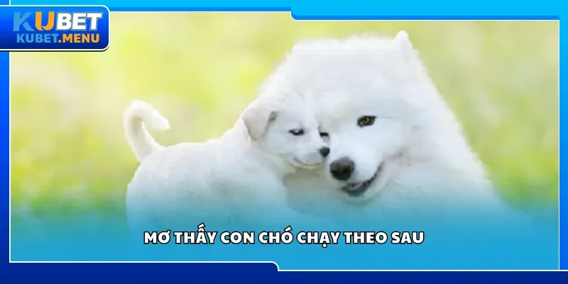Mơ thấy con chó chạy theo sau