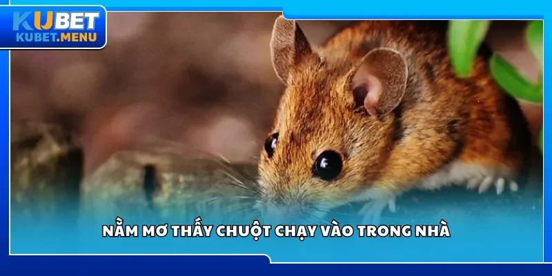 Nằm mơ thấy chuột chạy vào trong nhà