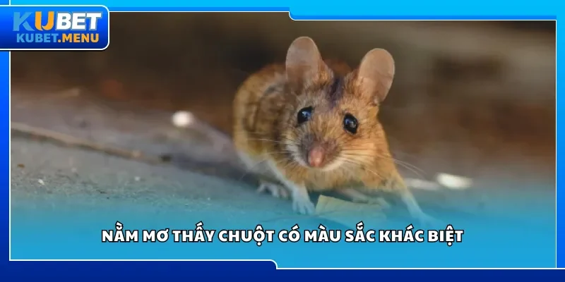 Nằm mơ thấy chuột có màu sắc khác biệt