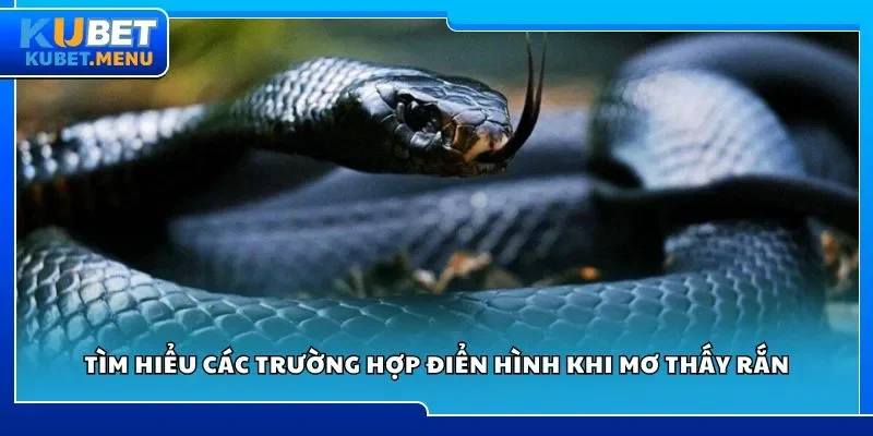 Tìm hiểu các trường hợp điển hình khi mơ thấy rắn