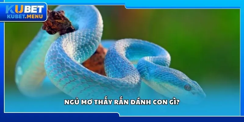 Ngủ mơ thấy rắn đánh con gì?